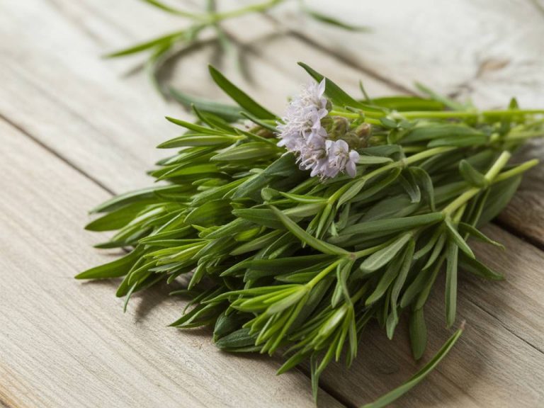 Bienfaits de l’estragon